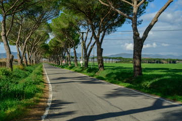 Pine tree alley around the trees