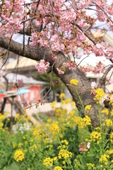菜の花とさくら