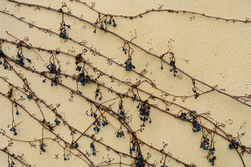 Vine on the wall in winter