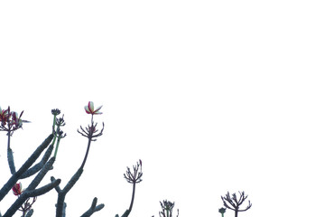 tree isolated on white background