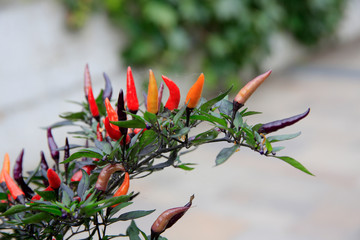 Zierpaprika  (Capsicum annuum) Pflanze mit roten Früchten