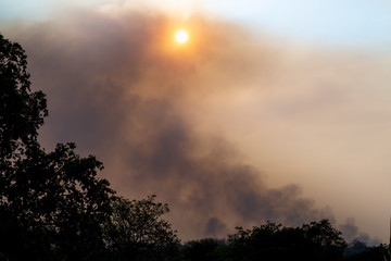 Smoke from a forest fire rises through the trees And Sunlight filters through the haze.