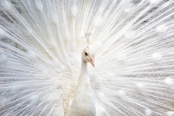 beautiful white peacock close up