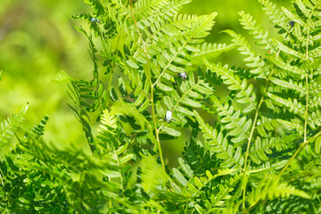 Bright green leaves of a fern as background