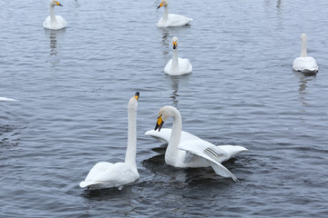 Fototapeta premium A flock of Whooper swan and ducks wintering on the thermal lake Svetloe (Lebedinoe), Altai Territory, Russia