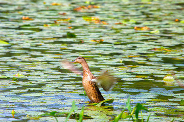 Duck on the lake at the time of take-off