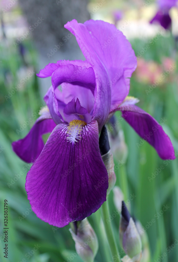 Wall mural the iris flower. beautiful purple flower in bloom on a crisp spring morning