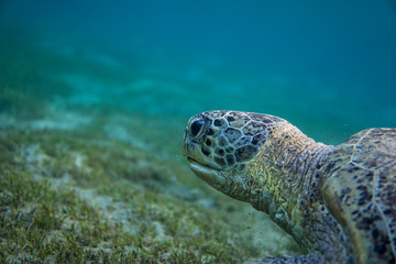 Obraz premium Green sea Turtle (Chelonia Mydas) in the sea. Head close up.