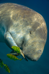 Dugong  swiming in sea.