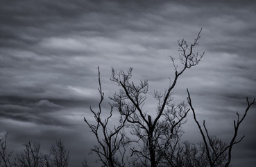 Silhouette dead tree on dark dramatic sky and white clouds background for death and peace. Halloween day background. Despair and hopeless concept. Sad of nature. Death and sad emotion background.