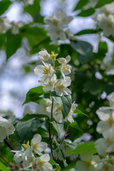 Philadelphus coronarius sweet mock-orange white flowers in bloom on shrub branches, flowering English dogwood ornamental plant
