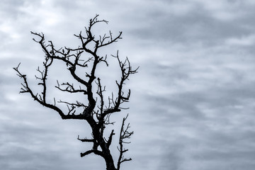 Fototapeta na wymiar Silhouette dead tree on dark dramatic sky and white clouds background for death and peace. Halloween day background. Despair and hopeless concept. Sad of nature. Death and sad emotion background.