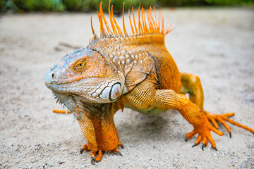 A large orange iguana living in Costa Rica. Soft focus,  blur, selective focus. 