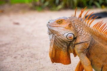 A large orange iguana living in Costa Rica. Soft focus,  blur, selective focus. 