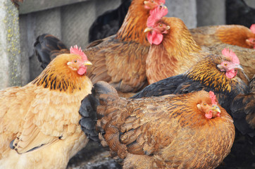 Farm in a village, hen and cock outside, winter photo