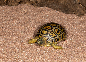 Baby African Leopard Tortoise on Sand 