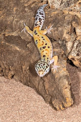 Leopard Gecko on Sand and wood