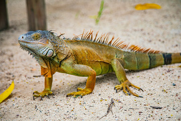 A large orange iguana living in Costa Rica. Soft focus,  blur, selective focus. 
