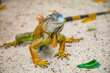 A large orange iguana living in Costa Rica. Soft focus,  blur, selective focus. 