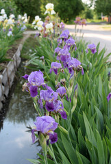 The iris flower. Beautiful purple flower in bloom on a crisp spring morning