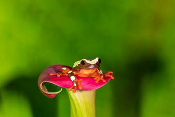 Clown Tree Frog on Cali Lilly