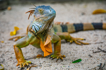 Obraz premium A large orange iguana living in Costa Rica. Soft focus, blur, selective focus. 