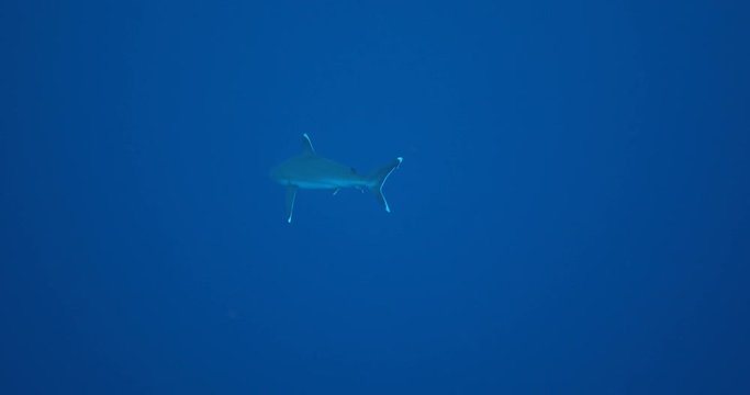 Galapagos and silvertip sharks, Revillagigedo islands, Mexico.