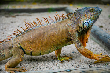 A large orange iguana living in Costa Rica. Soft focus,  blur, selective focus. 
