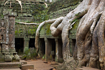 Magical view of Angkor Wat Ta Prohm temple overgrown with huge roots of trees, closeup, Angkor in Cambodia