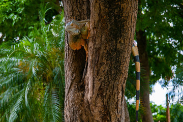 A large iguana sitting on a tree in Costa Rica.