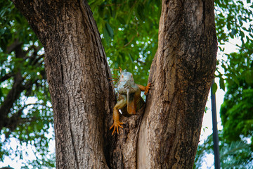 Obraz premium A large iguana sitting on a tree in Costa Rica.