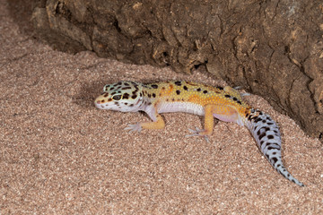 Leopard Gecko on Sand and wood