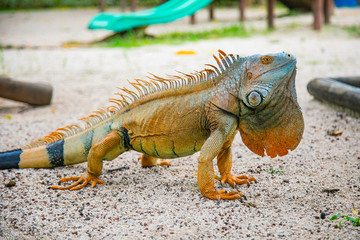 Naklejka premium A large orange iguana living in Costa Rica. Soft focus, blur, selective focus. 