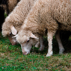 Naklejka na ściany i meble A herd of sheep grazes on green grass in the mountains