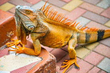 Obraz premium A large orange iguana living in Costa Rica. Soft focus, blur, selective focus. 