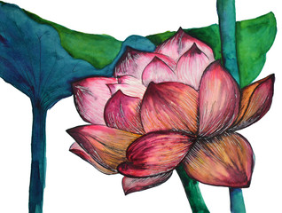 Original watercolor painting of aquatic plants of lotus