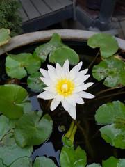 Closeup of beautiful white and yellow lotus and green leaves in the pond. Beauty of nature concept.