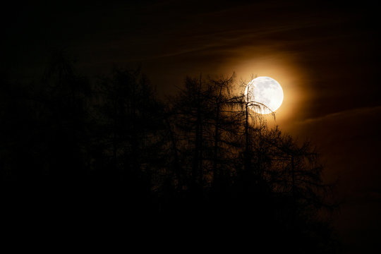 Full moon forest