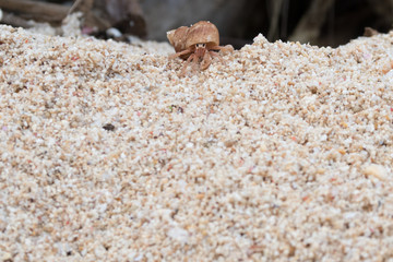 hermit crab on sand macro bali