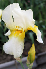 The iris flower. Beautiful purple flower in bloom on a crisp spring morning