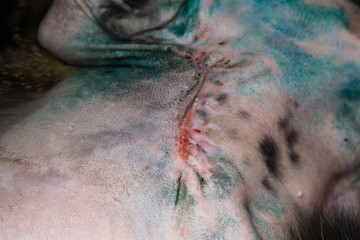 close-up photo of a wound healing in cat after tumor resection - obrazy, fototapety, plakaty