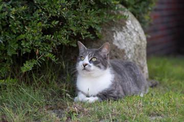 Hauskatze © Heidi Bollich