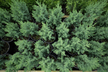 Little Christmas trees in pots in the nursery. Coniferous tree, which does not need to be thrown away, but can be planted in the ground. Coniferous branch for the holidays