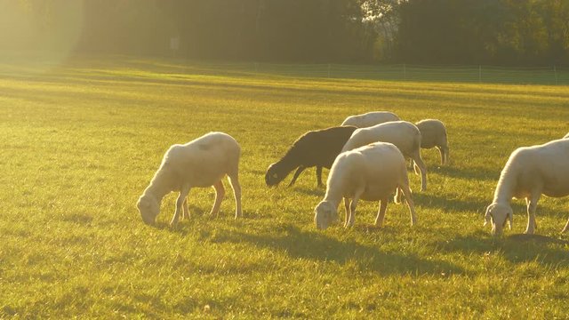 LENS FLARE, CLOSE UP: A flock of adorable white and black sheep wander around a pasture and eat grass on a sunny summer evening. Golden sunbeams shine on sheep grazing in the scenic countryside.