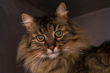 Obraz premium domestic long hair cat face close-up photo