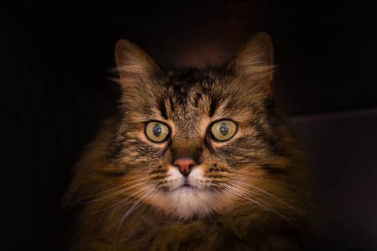 domestic long hair cat face close-up photo