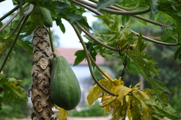 Green, young papaya fruit on the tree