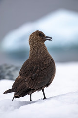 Brown skua