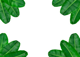 Fototapeta na wymiar Banana green leaf background. Tropical of banana leave texture. Can use for add text and abstract background.