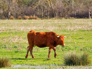 Maremma red cow grazing Bolgheri Tuscany Italy